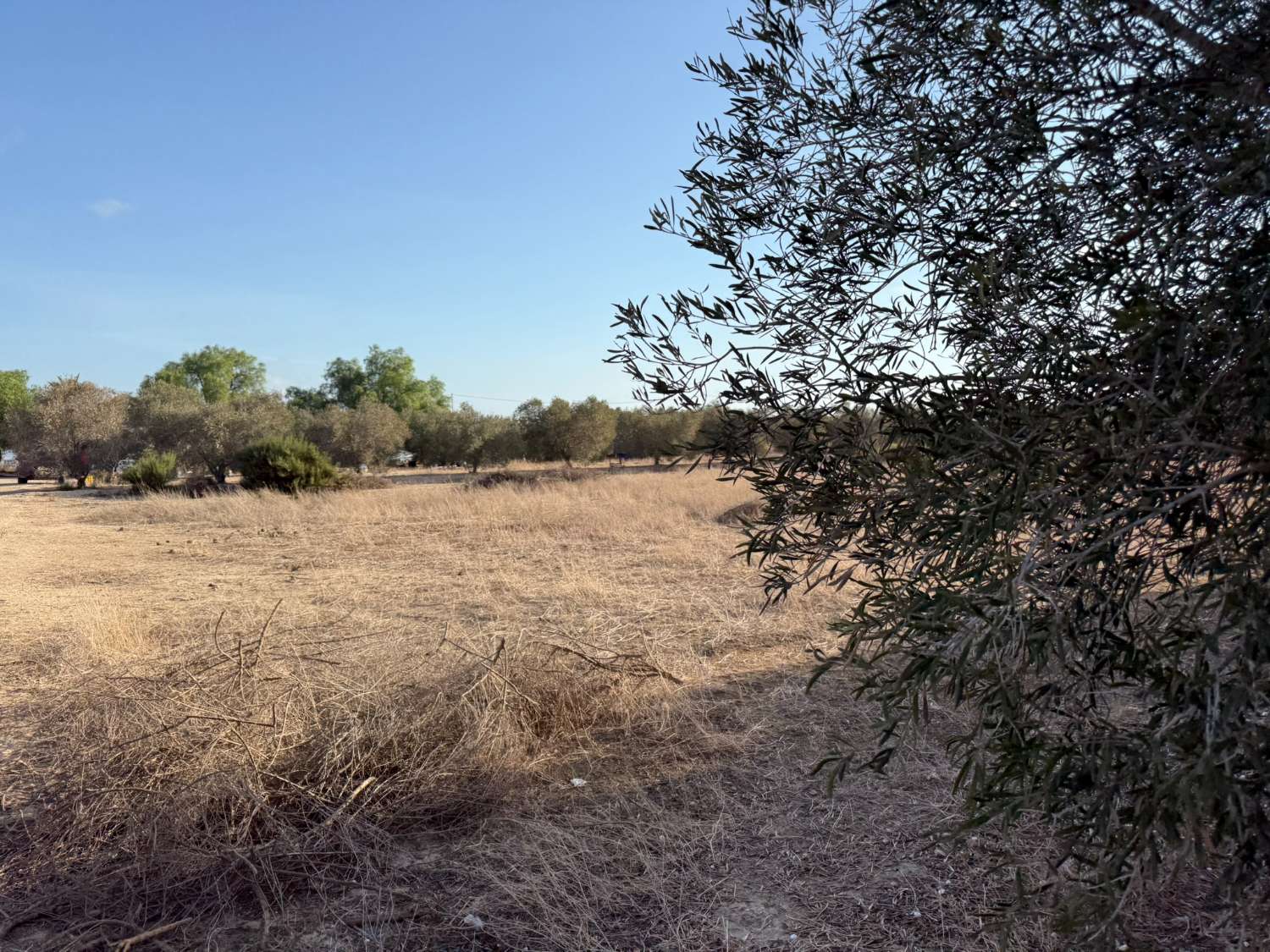 Legal Rustic Finca 125 m² with 6.000 m² Plot in El Molar, Elche