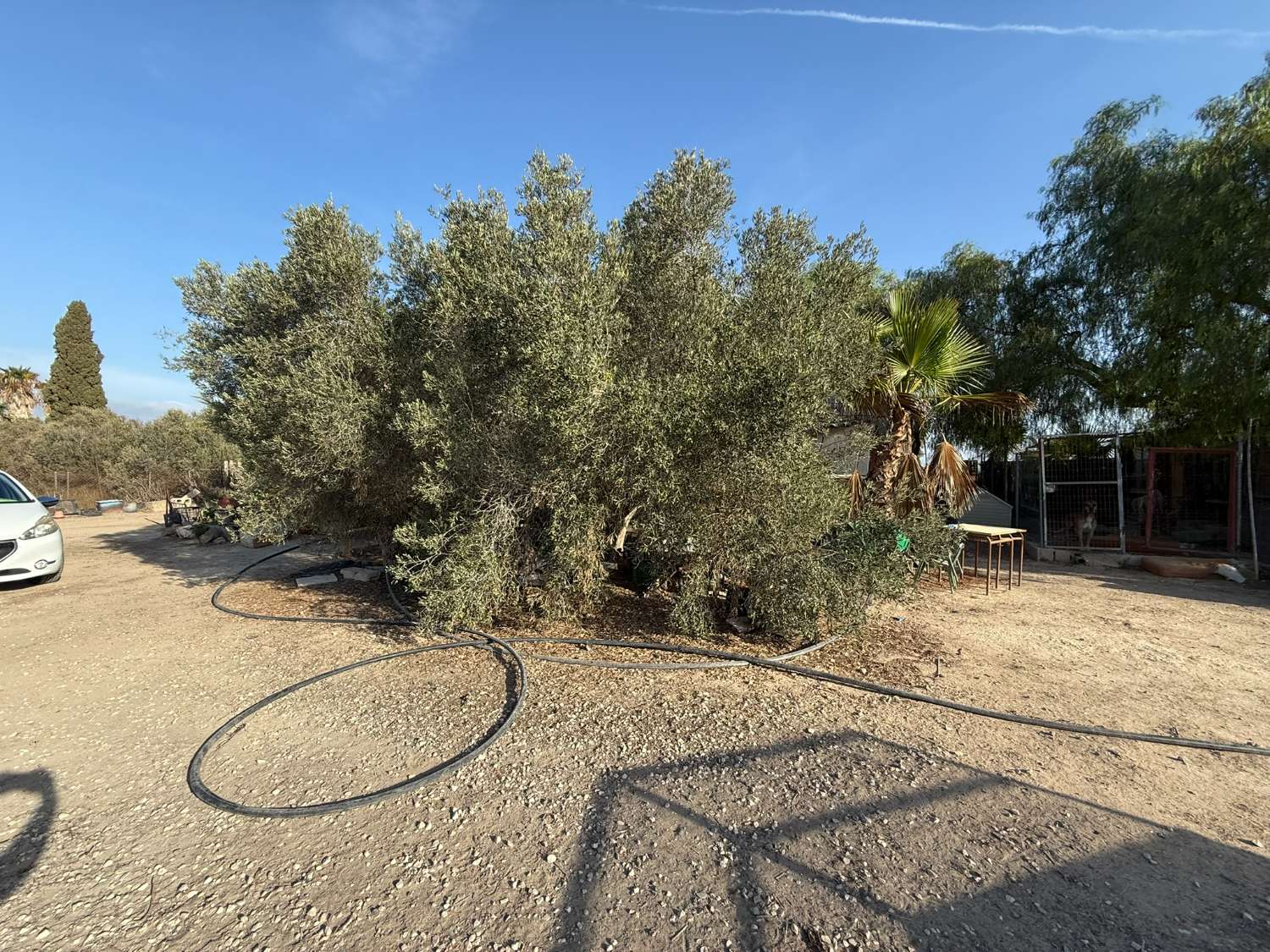 Legal Rustic Finca 125 m² with 6.000 m² Plot in El Molar, Elche