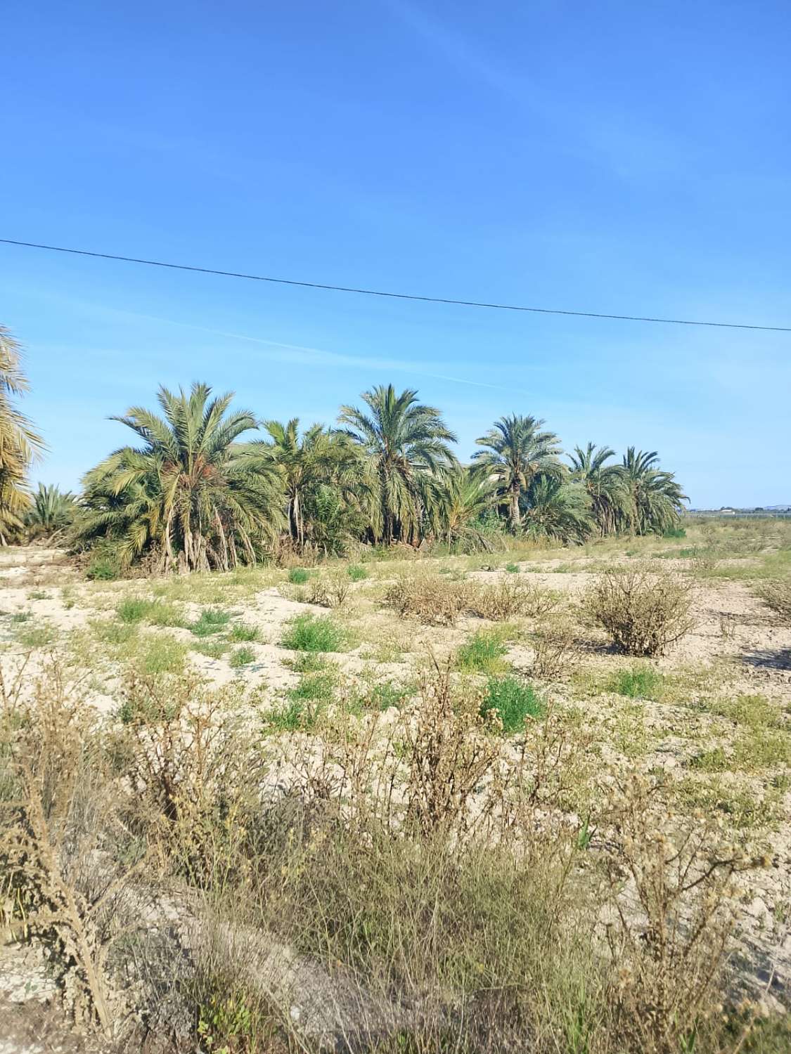 Large Rural Plot with 300m² Warehouse & Endless Potential | El Realengo, Crevillente