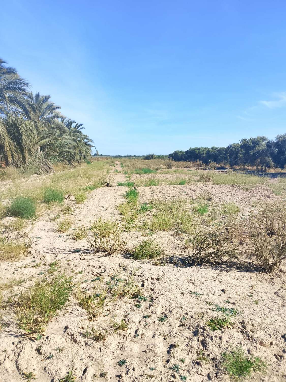 Large Rural Plot with 300m² Warehouse & Endless Potential | El Realengo, Crevillente