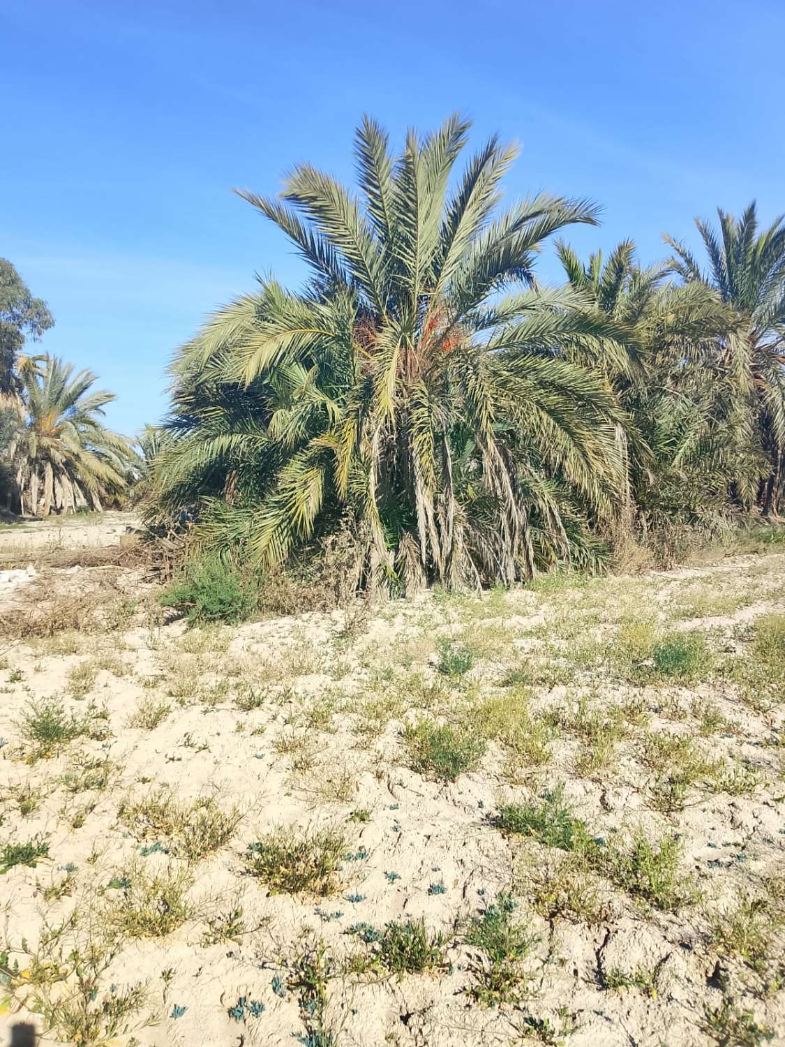 Large Rural Plot with 300m² Warehouse & Endless Potential | El Realengo, Crevillente