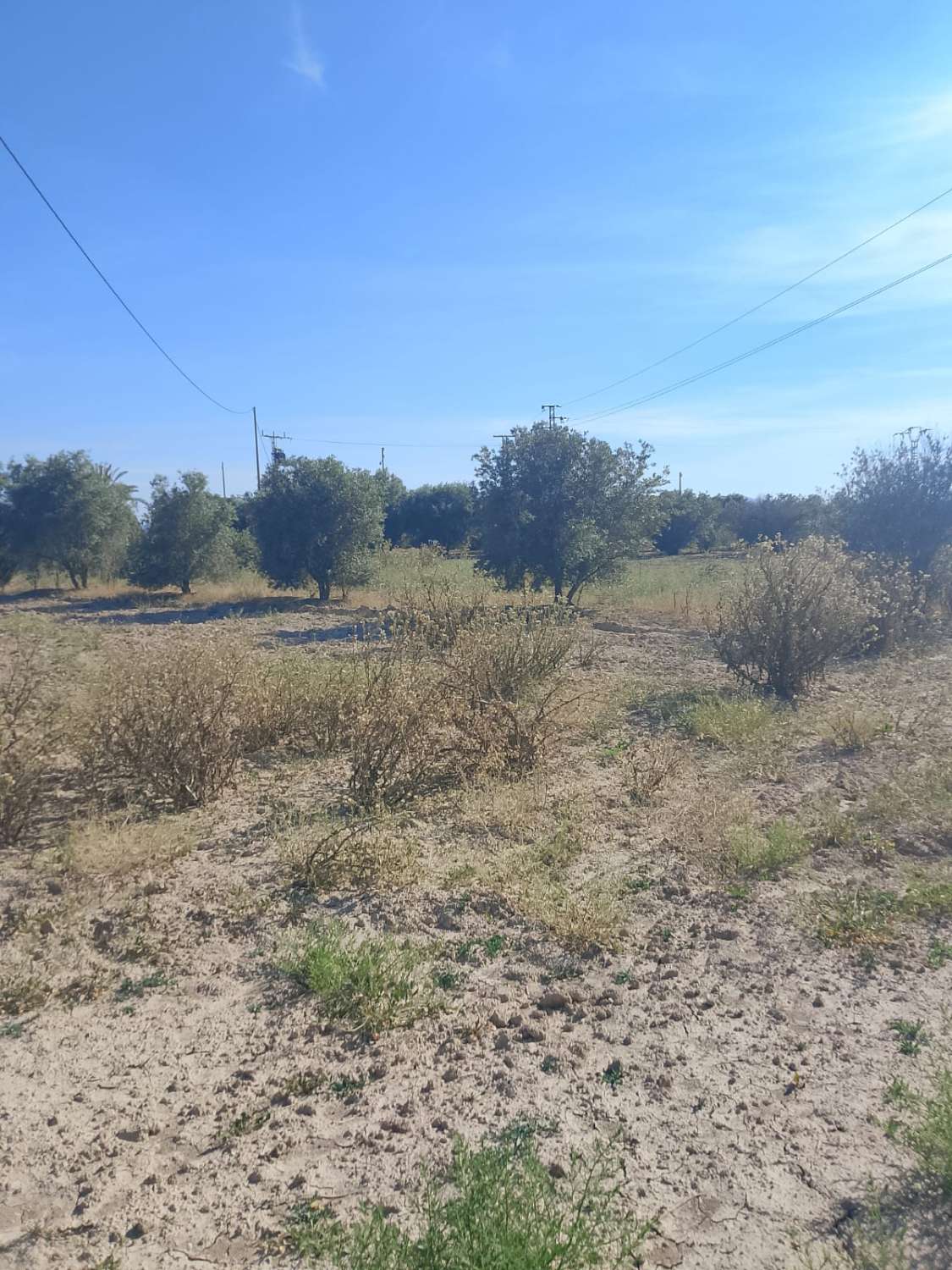 Large Rural Plot with 300m² Warehouse & Endless Potential | El Realengo, Crevillente