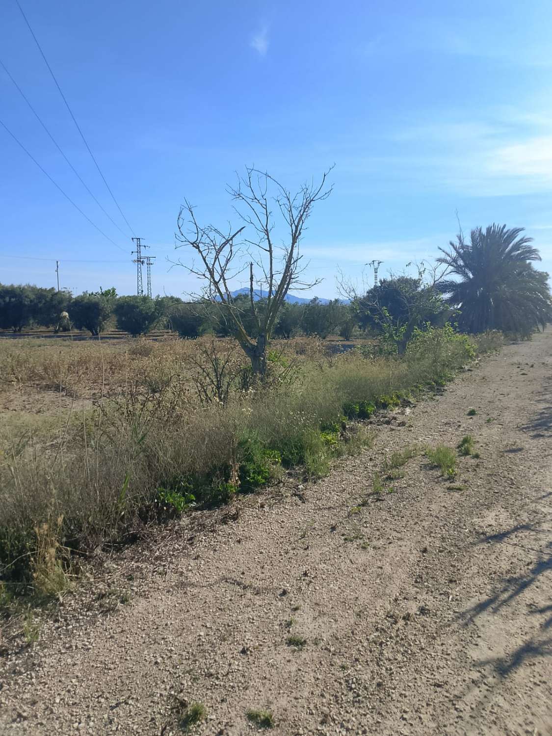 Large Rural Plot with 300m² Warehouse & Endless Potential | El Realengo, Crevillente