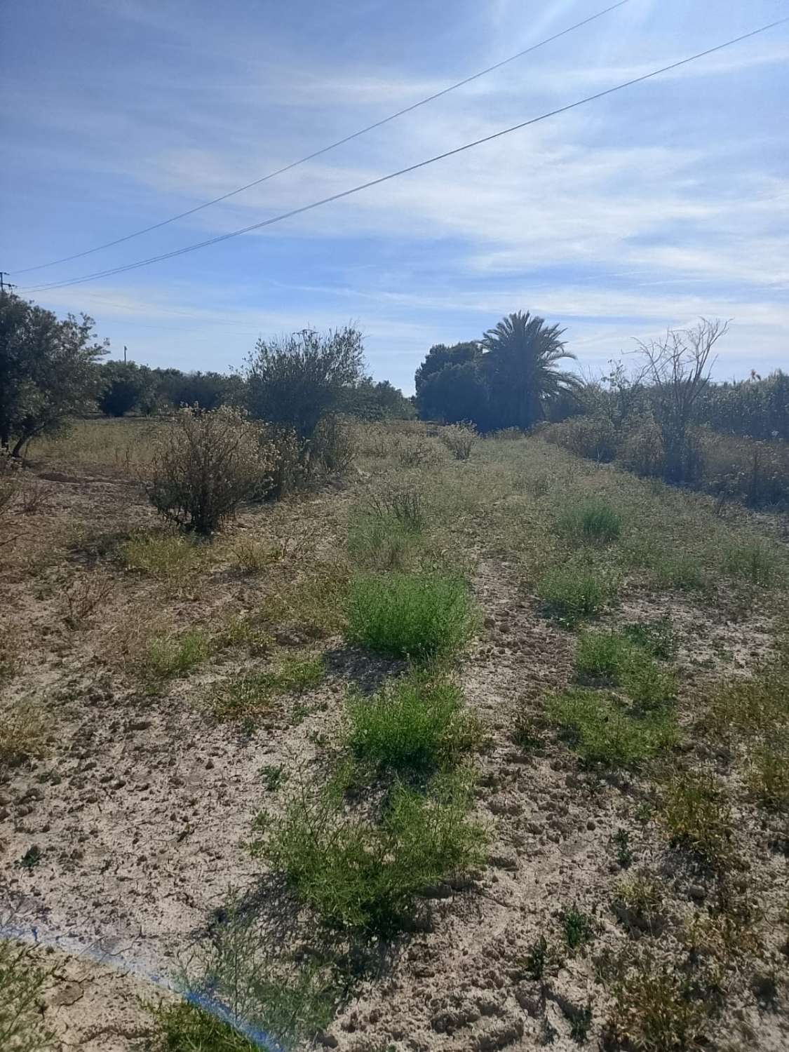 Large Rural Plot with 300m² Warehouse & Endless Potential | El Realengo, Crevillente
