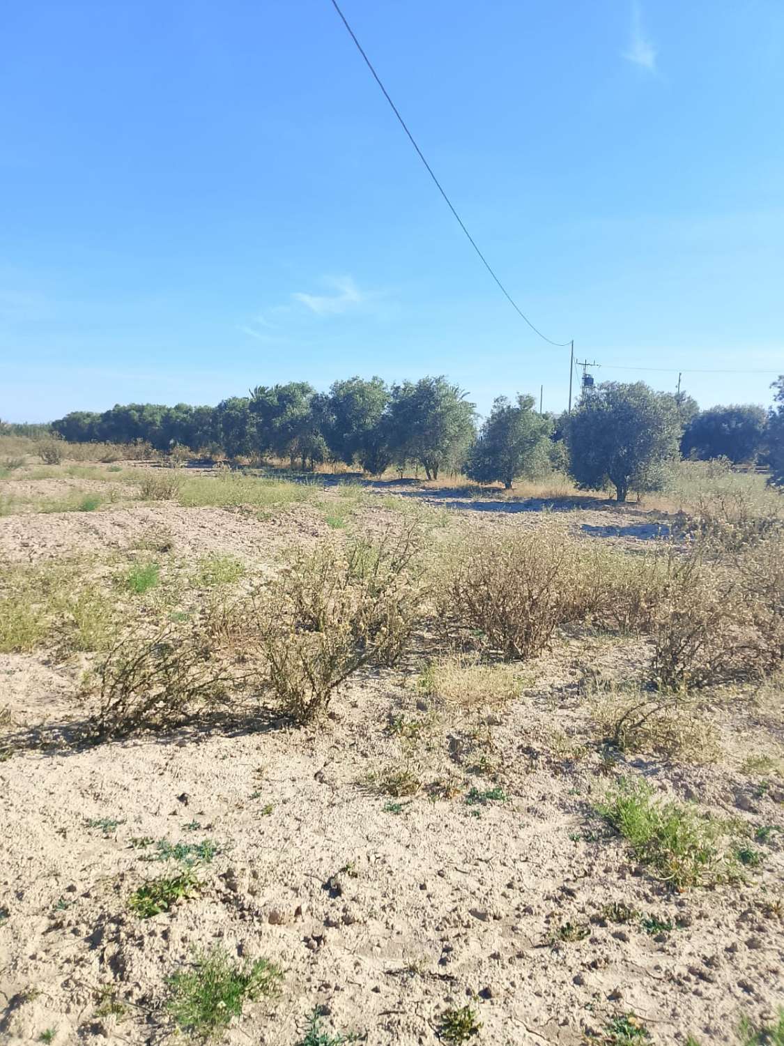 Large Rural Plot with 300m² Warehouse & Endless Potential | El Realengo, Crevillente