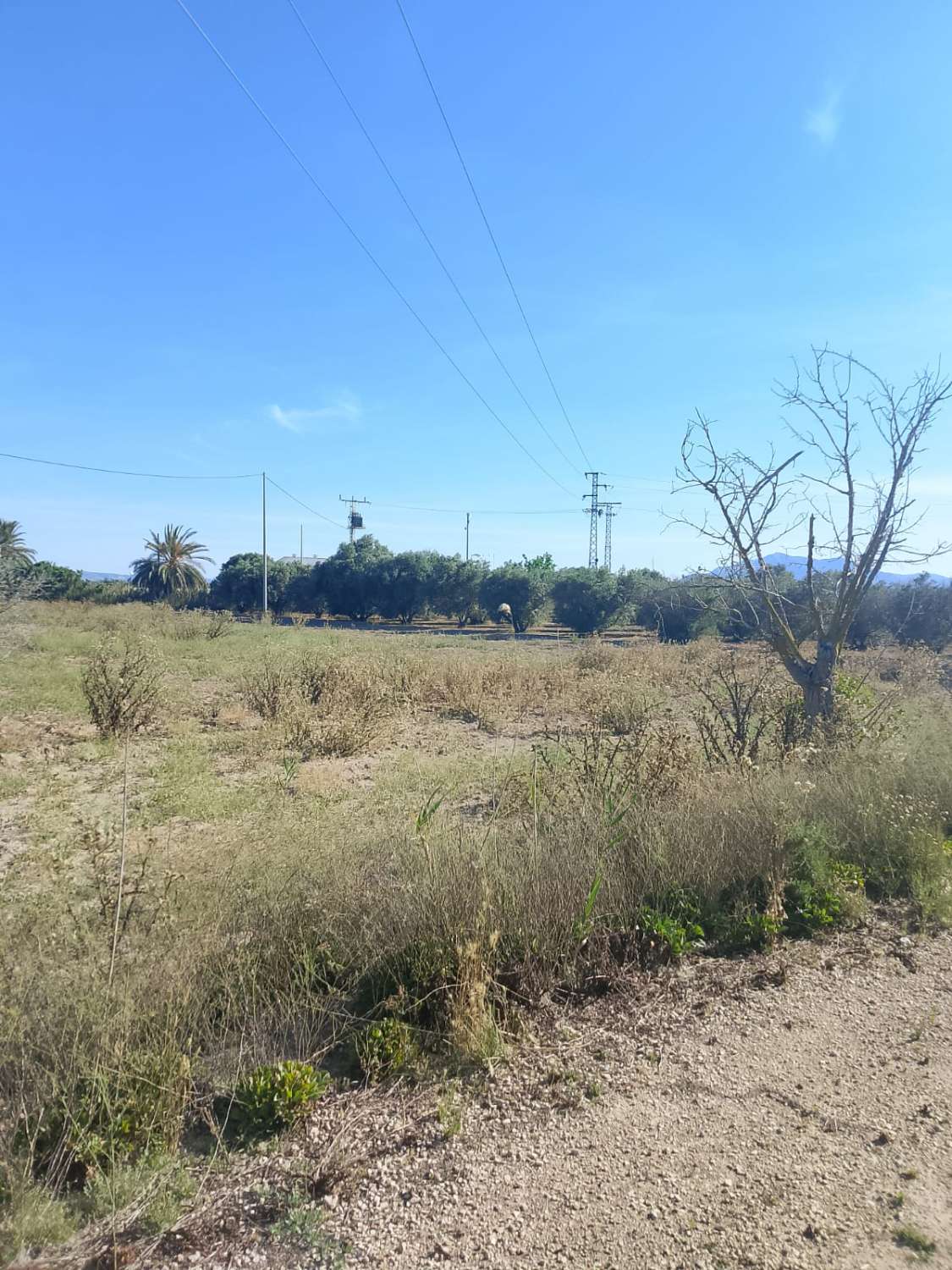 Large Rural Plot with 300m² Warehouse & Endless Potential | El Realengo, Crevillente
