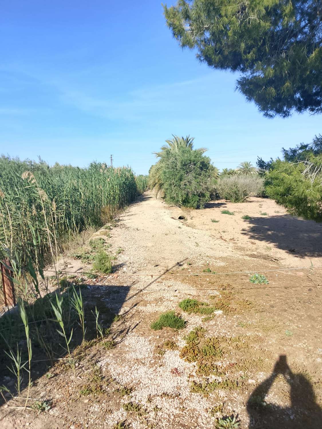 Large Rural Plot with 300m² Warehouse & Endless Potential | El Realengo, Crevillente