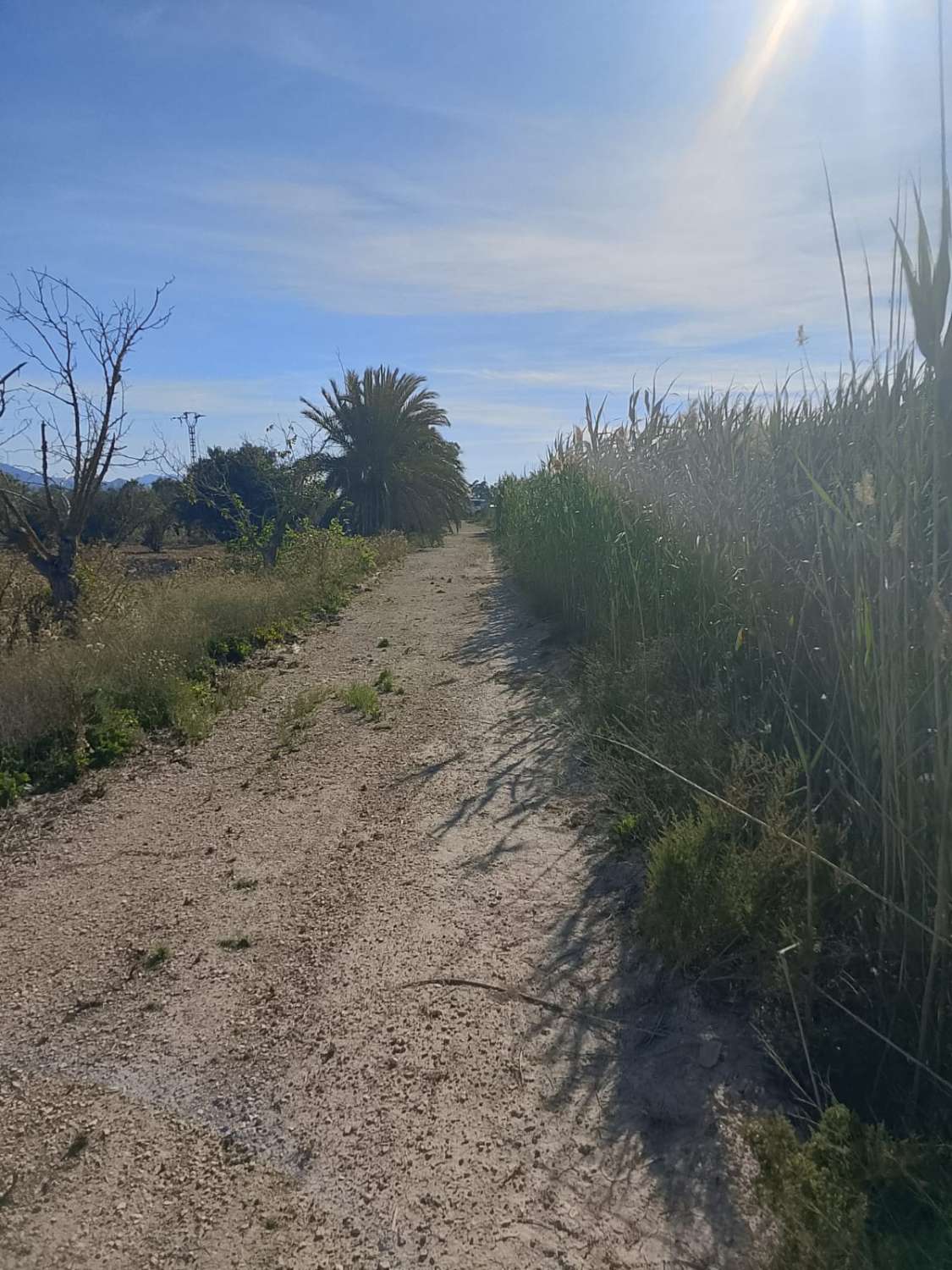 Large Rural Plot with 300m² Warehouse & Endless Potential | El Realengo, Crevillente