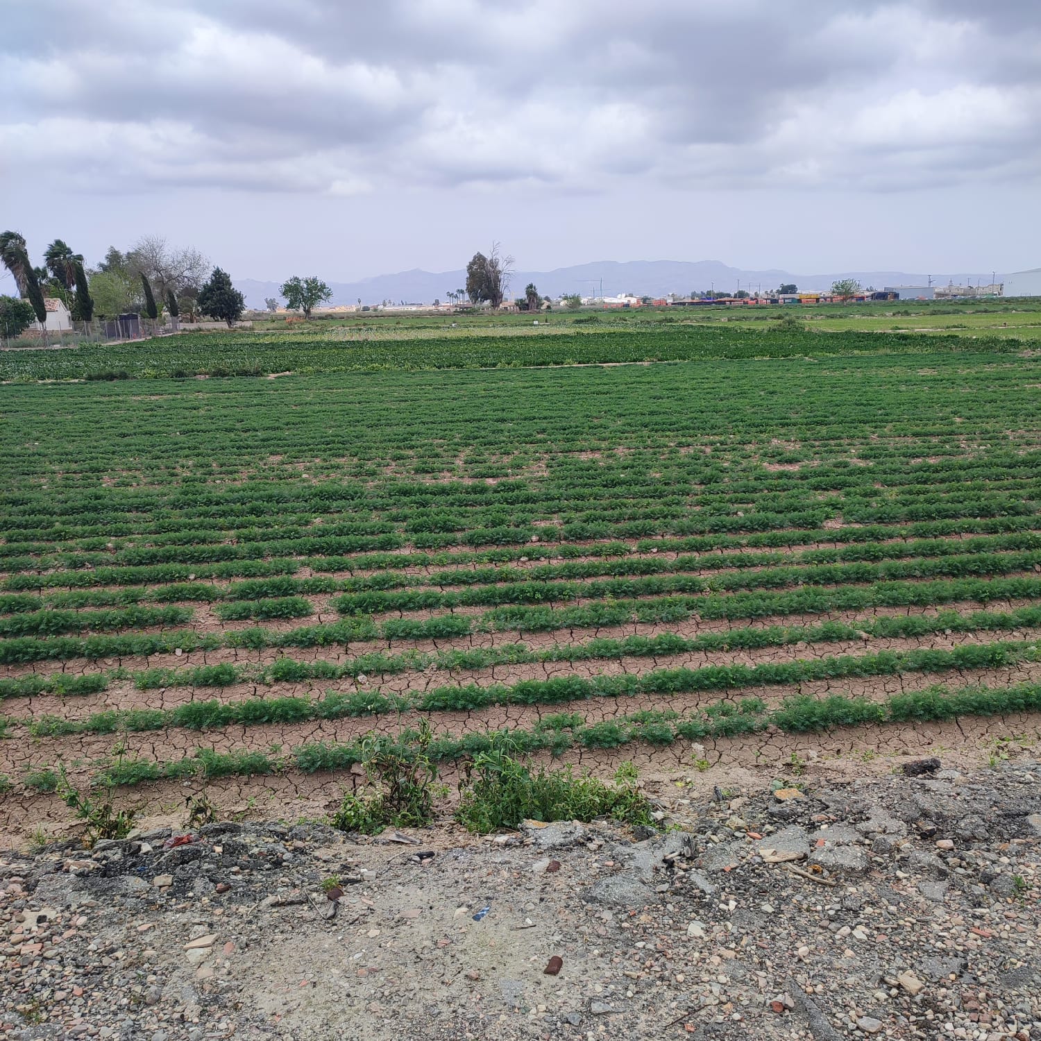 Country House for Renovation with 17,775 m² of Agricultural Land in the Dolores Countryside