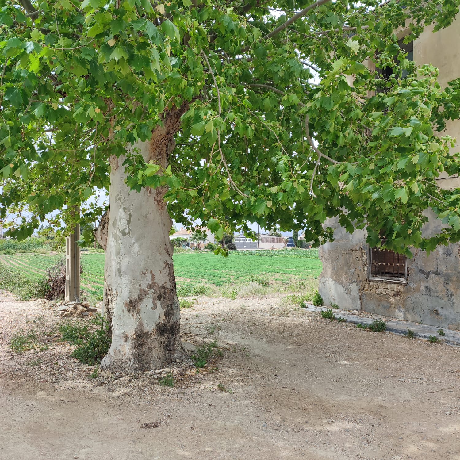 Country House for Renovation with 17,775 m² of Agricultural Land in the Dolores Countryside