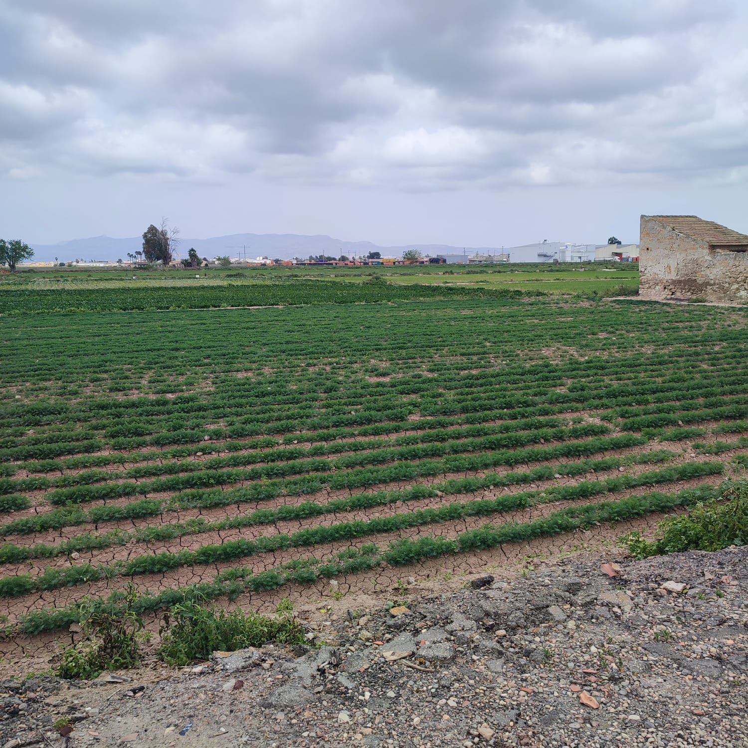 Country House for Renovation with 17,775 m² of Agricultural Land in the Dolores Countryside